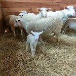 Appartement Au Coeur Du Plantaurel *